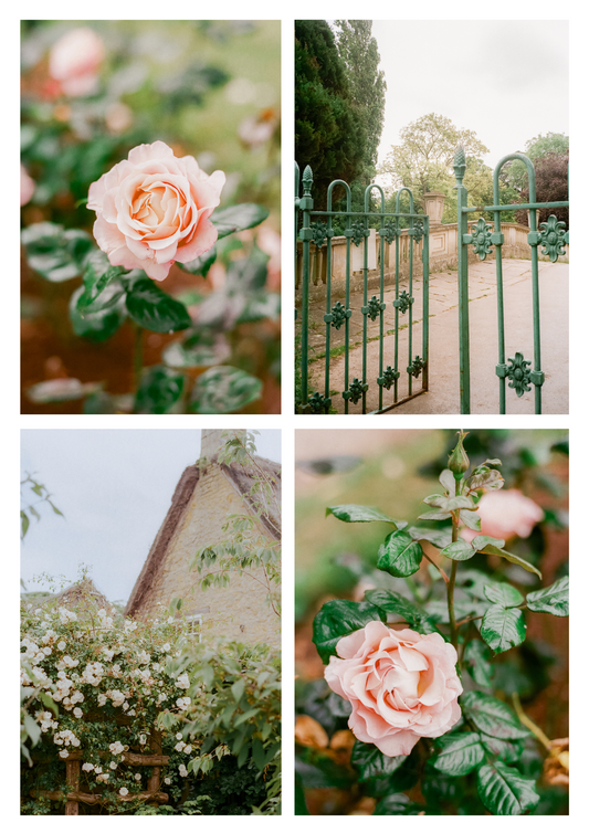 Post Cards - The Rose